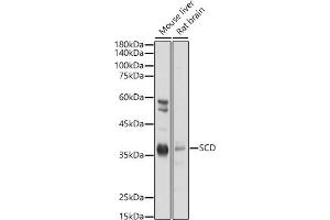 Western blot analysis of extracts of various cell lines, using SCD antibody (ABIN7270589) at 1:1000 dilution. (SCD 抗体  (C-Term))