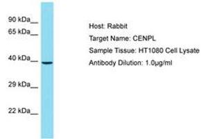 Image no. 1 for anti-Centromere Protein L (CENPL) (AA 121-170) antibody (ABIN6750825) (CENPL 抗体  (AA 121-170))