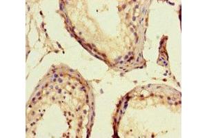 Immunohistochemistry of paraffin-embedded human testis tissue using ABIN7152064 at dilution of 1:100 (ELK1 抗体  (AA 247-403))