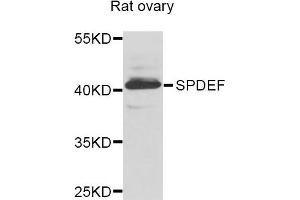 Western blot analysis of extracts of Rat ovary cells, using SPDEF antibody. (SPDEF/PSE 抗体)