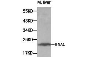 Western Blotting (WB) image for anti-Interferon, alpha 1 (IFNA1) antibody (ABIN1873146) (IFNA1 抗体)
