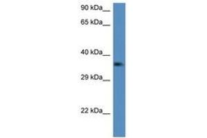 Image no. 1 for anti-C1q and Tumor Necrosis Factor Related Protein 2 (C1QTNF2) (AA 134-183) antibody (ABIN6747235) (C1QTNF2 抗体  (AA 134-183))