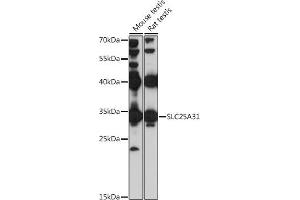 Western Blotting (WB) image for anti-Solute Carrier Family 25 (Mitochondrial Carrier, Adenine Nucleotide Translocator), Member 31 (SLC25A31) (AA 100-200) antibody (ABIN7270427)