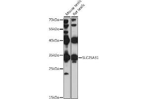 Western blot analysis of extracts of various cell lines, using SLC25 antibody (ABIN7270427) at 1:1000 dilution.