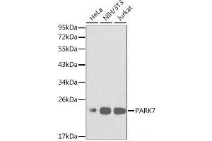 Western blot analysis of extracts of various cell lines using PARK7 Polyclonal Antibody at dilution of 1:1000. (PARK7/DJ1 抗体)