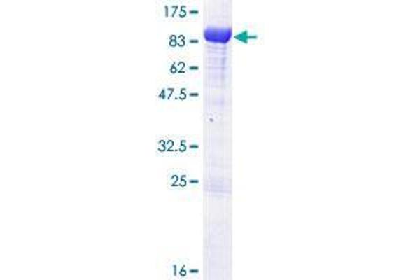 Ubiquilin 2 Protein (UBQLN2) (AA 1-624) (GST tag)