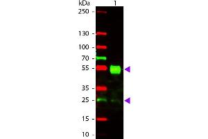 Western Blot of Goat anti-Mouse IgG Texas Red Conjugated Antibody. (山羊 anti-小鼠 IgG (Heavy & Light Chain) Antibody (Texas Red (TR)) - Preadsorbed)