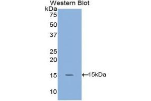 Detection of Recombinant ANGPT1, Canine using Polyclonal Antibody to Angiopoietin 1 (ANGPT1) (Angiopoietin 1 抗体  (AA 148-266))