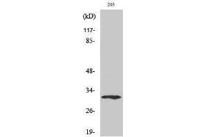 Western Blotting (WB) image for anti-X-Ray Repair Complementing Defective Repair in Chinese Hamster Cells 2 (XRCC2) (C-Term) antibody (ABIN3177958) (XRCC2 抗体  (C-Term))
