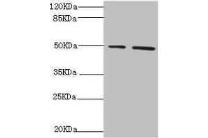 Western blot All lanes: NFS1 antibody at 6. (NFS1 抗体  (AA 208-457))