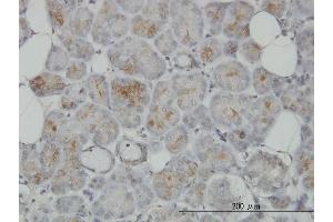 Immunoperoxidase of monoclonal antibody to TRIM35 on formalin-fixed paraffin-embedded human salivary gland. (TRIM35 抗体  (AA 394-493))