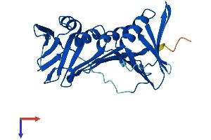 PCNA Protein (AA 1-261) (His tag)
