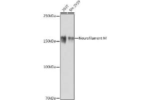 Western blot analysis of extracts of various cell lines, using Neurofilament M antibody (ABIN7268864) at 1:1000 dilution. (NEFM 抗体)