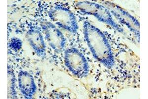 Immunohistochemistry of paraffin-embedded human duodenum tissue using ABIN7161653 at dilution of 1:100