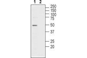 Western blot analysis of mouse testis membranes: - 1. (SLC16A7 抗体  (C-Term, Intracellular))