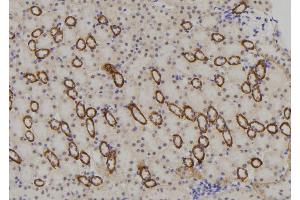 ABIN6273369 at 1/100 staining Mouse kidney tissue by IHC-P. (NBPF4 抗体)