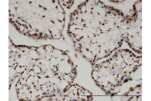 Immunoperoxidase of monoclonal antibody to FZR1 on formalin-fixed paraffin-embedded human placenta. (FZR1 抗体  (AA 1-493))