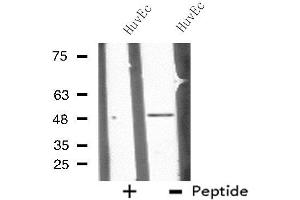 Western blot analysis of extracts from HuvEc cells, using CHST10 antibody. (CHST10 抗体  (Internal Region))