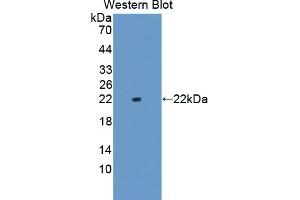 Detection of Recombinant CNPY2, Human using Polyclonal Antibody to Canopy 2 Homolog (CNPY2) (CNPY2/MSAP 抗体  (AA 21-182))