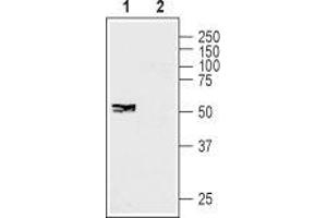 Western blot analysis of human SH-SY5Y neuroblastoma cell lysate: - 1. (GJC1 抗体  (Intracellular))