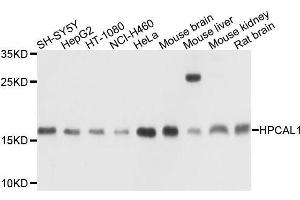 Western blot analysis of extracts of various cell lines, using HPCAL1 antibody. (HPCAL1 抗体  (AA 1-193))