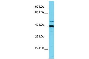 Host: Rabbit Target Name: SLC35E1 Sample Type: HepG2 Whole Cell lysates Antibody Dilution: 1. (SLC35E1 抗体  (C-Term))