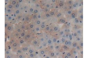 Immunohistochemistry (IHC) image for anti-Glutathione S-Transferase alpha 4 (GSTA4) (AA 2-222) antibody (ABIN7442771)