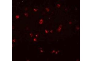 Immunofluorescence (IF) image for anti-NLR Family, CARD Domain Containing 3 (NLRC3) (Middle Region) antibody (ABIN1031024) (NLRC3 抗体  (Middle Region))