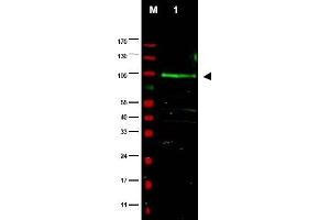 Image no. 1 for anti-F-Box Protein 9 (FBXO9) (AA 431-447) antibody (ABIN401331) (FBXO9 抗体  (AA 431-447))