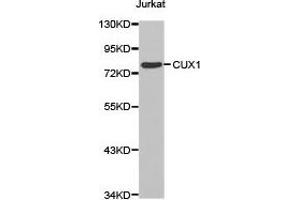 Western Blotting (WB) image for anti-Cut-Like Homeobox 1 (CUX1) antibody (ABIN1872123) (CUX1 抗体)