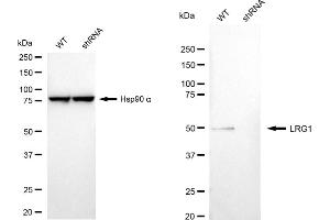 Western blotting analysis using LRG1 antibody (ABIN7799253).