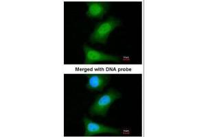 ICC/IF Image Immunofluorescence analysis of paraformaldehyde-fixed HeLa, using ML-IAP, antibody at 1:200 dilution. (BIRC7 抗体)
