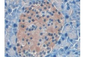 Detection of IL22Ra2 in Mouse Pancreas Tissue using Polyclonal Antibody to Interleukin 22 Receptor Alpha 2 (IL22Ra2) (IL22RA2 抗体  (AA 31-223))