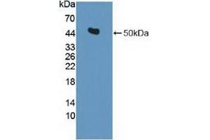 Detection of Recombinant IDH2, Human using Polyclonal Antibody to Isocitrate Dehydrogenase 2, mitochondrial (IDH2) (IDH2 抗体  (AA 40-452))