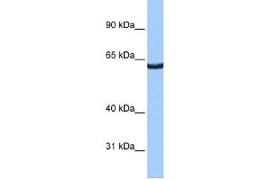 WB Suggested Anti-ZNF350 Antibody Titration:  0. (ZNF350 抗体  (N-Term))