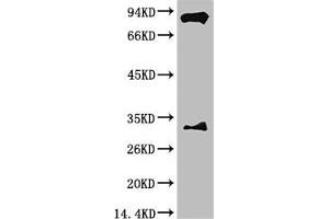 Western blot analysis of Mouse Brain Tissue with HIF-1 β/ARNT Mouse mAb diluted at 1:2,000. (ARNT 抗体)