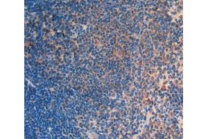 IHC-P analysis of Mouse Tissue, with DAB staining. (FLT3LG 抗体  (AA 27-189))