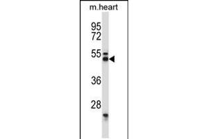 Western Blotting (WB) image for anti-Synaptotagmin VII (SYT7) (AA 72-101), (N-Term) antibody (ABIN5533500)