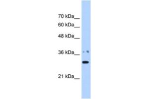 Western Blotting (WB) image for anti-Nicotinamide Nucleotide Adenylyltransferase 1 (NMNAT1) antibody (ABIN2463228) (NMNAT1 抗体)