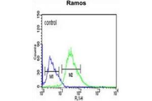 Flow cytometric analysis of Ramos cells (right histogram) compared to a negative control cell (left histogram) using PHTNS  Antibody , followed by FITC-conjugated goat-anti-rabbit secondary antibodies. (KIAA1949 抗体  (N-Term))