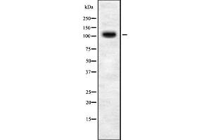 Western blot analysis of TOPRS expression in HEK293 cells lysate (TOPORS 抗体  (C-Term))
