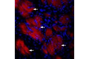 Expression of P2RY12 in rat striatumImmunohistochemical staining of rat striatum using Anti-P2Y12 Receptor-ATTO Fluor-594 Antibody (ABIN7582061).
