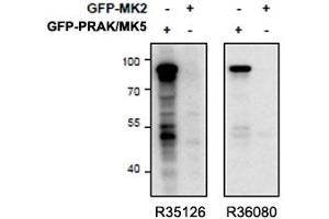 Western blot of HEK293 lysate overexpressing mouse MK5/PRAK (first lane) or mouse MK2 (second lane) tested with right ) PRAK antibody (cat # R36080, 0. (MAPKAP Kinase 5 抗体)
