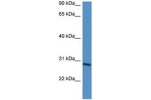 Image no. 1 for anti-BARX Homeobox 2 (BARX2) (AA 65-114) antibody (ABIN6746065) (BARX Homeobox 2 抗体  (AA 65-114))