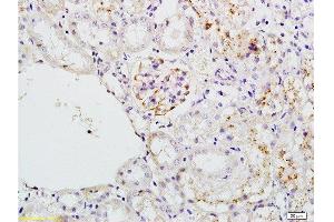 Formalin-fixed and paraffin embedded mouse kidney tissue labeled with Anti-PLAP Polyclonal Antibody, Unconjugated  at 1:200 followed by conjugation to the secondary antibody and DAB staining (ALPL 抗体  (AA 52-150))