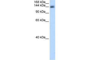 Western Blotting (WB) image for anti-Cleavage and Polyadenylation Specific Factor 1, 160kDa (CPSF1) antibody (ABIN2462246) (CPSF1 抗体)