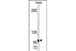 Mouse Tshz1 Antibody (Center) (ABIN1881951 and ABIN2838373) western blot analysis in Hela cell line lysates (35 μg/lane). (TSHZ1 抗体  (AA 639-665))