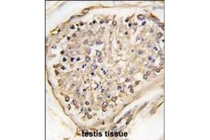 Formalin-fixed and paraffin-embedded human testis tissue reacted with NARP(Nptx2) Antibody (C-term) (ABIN389175 and ABIN2839339) , which was peroxidase-conjugated to the secondary antibody, followed by DAB staining. (NPTX2 抗体  (C-Term))