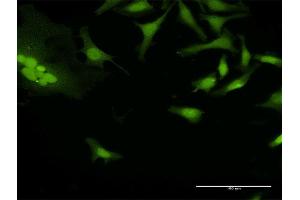 Immunofluorescence (IF) image for anti-Large Proline-Rich Protein BAT3 (BAT3) (AA 1-1126) antibody (ABIN521698)