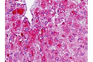 Anti-TAF4B antibody IHC staining of human liver. (TAF4B 抗体  (AA 647-675))